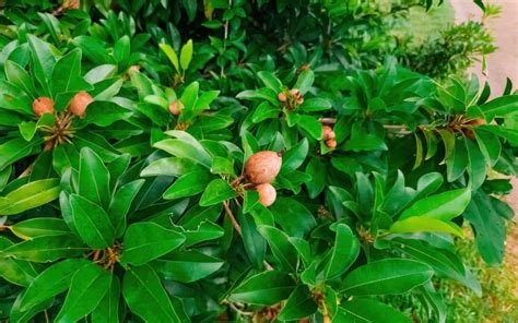 A Guide to Successful Sapota Cultivation | PepperHub