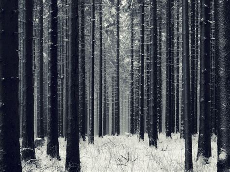 Black Forest Winter Wallpapers - Top Free Black Forest Winter ...