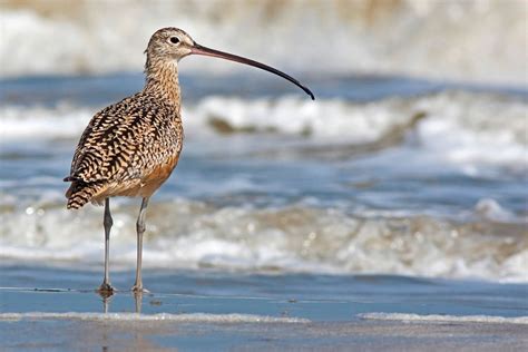 The Eskimo Curlew Hasn't Been Seen in 55 Years. Is It Time to Declare ...