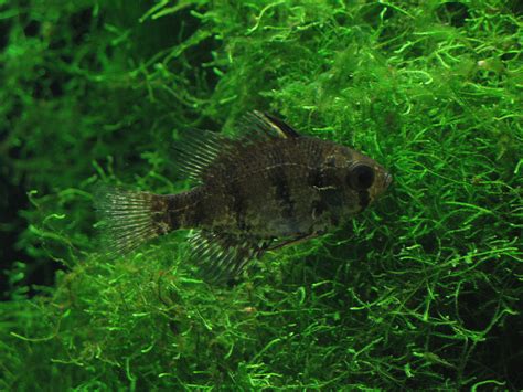 Black-banded Sunfish - Enneacanthus chaetodon | Fish pet, Fish, Pets