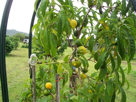 1 Arbolito de Abiu o Caimito amarillo (Pouteria caimito) Aguay Venta en Mexico - Vivero Arboles ...