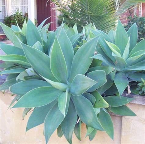 Agave attenuata | Michael Flaugh Landscape Architect