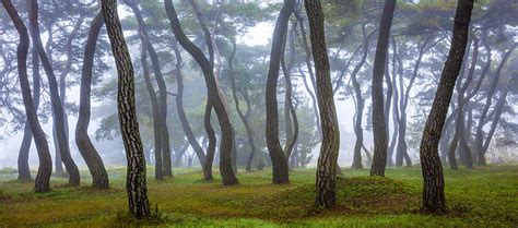 Pine Grove In Fog-5 Photograph by Shin Woo Ryu | Fine Art America