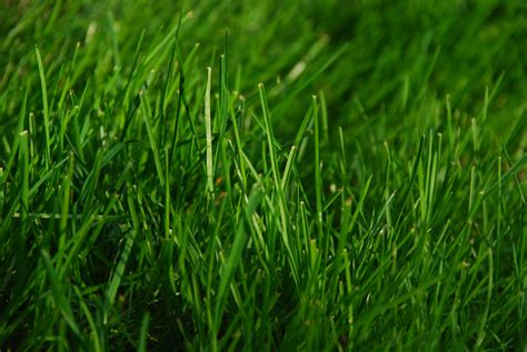 File:Green Grass.JPG - Wikipedia