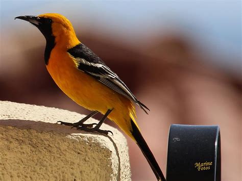 Hooded Oriole at Hummingbird Feeder Photograph by Gary Canant - Fine Art America