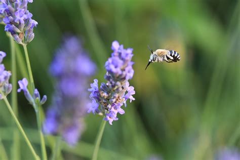 Lavender Bee Flower · Free photo on Pixabay