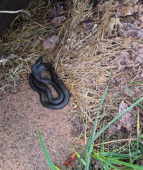 Rat snake? {Near Charlotte, NC} : r/whatsthissnake