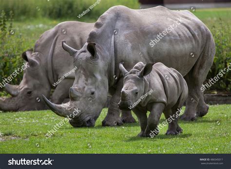 10,871 White_rhino_baby Images, Stock Photos & Vectors | Shutterstock