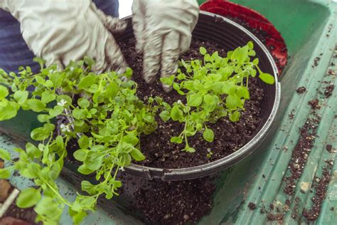 Water Hyssop: Care and Growing Guide