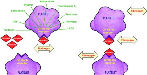 Abciximab interaction with platelet. Abbreviations: ADP, adenosine ...