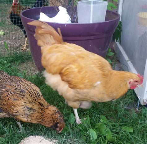 Buff Orpington Rooster Or Hen | HOT SEXY GIRL