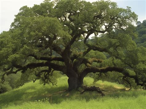 Oak Tree Meaning & Symbolism (Longevity, Honor, Strength)