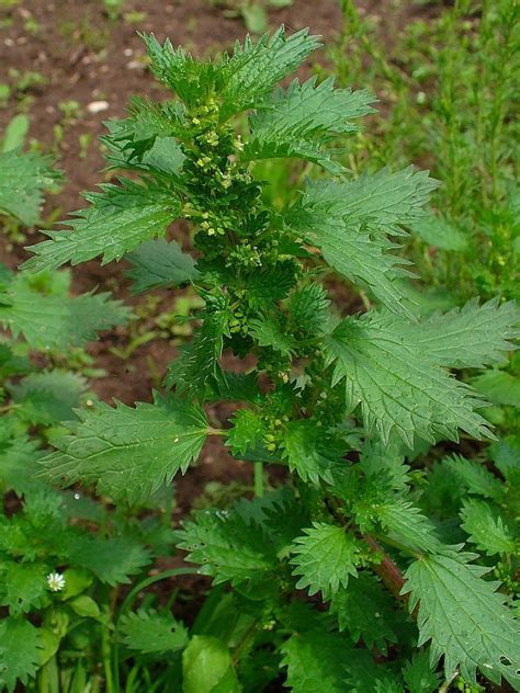 Burning Nettle Vs. Stinging Nettle - What Does Burning Nettle Look Like | Gardening Know How