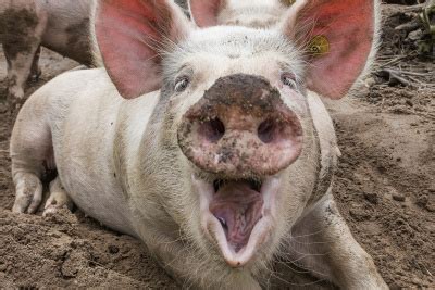 Don’t Work in a Pig Sty. Why Housekeeping Should Be a Priority | Solo Practice University®