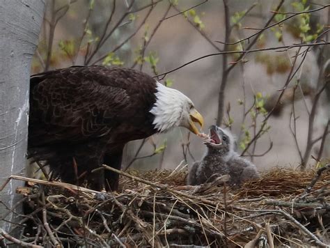 Bald eagle population increases by 150 percent - Farm and Dairy