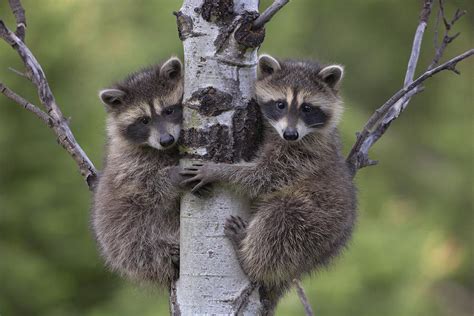 Raccoon Two Babies Climbing Tree Photograph by Tim Fitzharris - Pixels