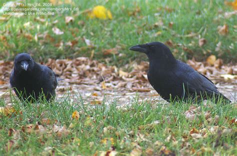 Bird Watching: American Crow behavior question, 1 by Mrs_Ed