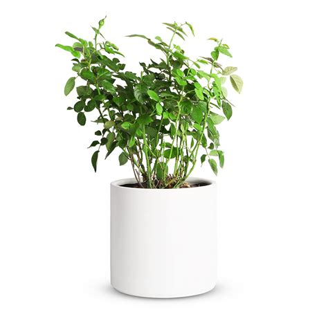 Mozing Ceramic Plant Pots Indoor - 8 inch Large Garden Planter Pot - Modern Big Flower Pot with ...