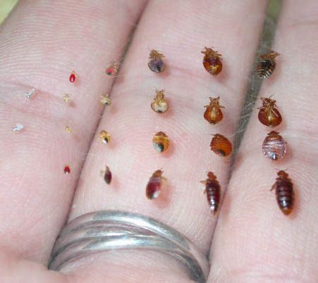 100 best bed bug bites images on Pinterest | 3/4 beds, Pest control and ...