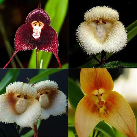 Monkey Orchids : r/Pareidolia