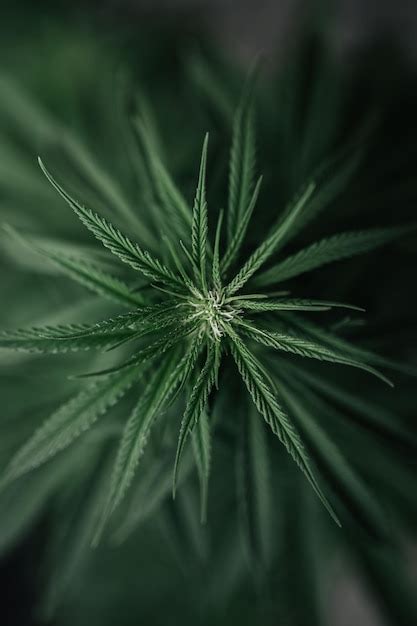 Premium Photo | Marijuana plant background