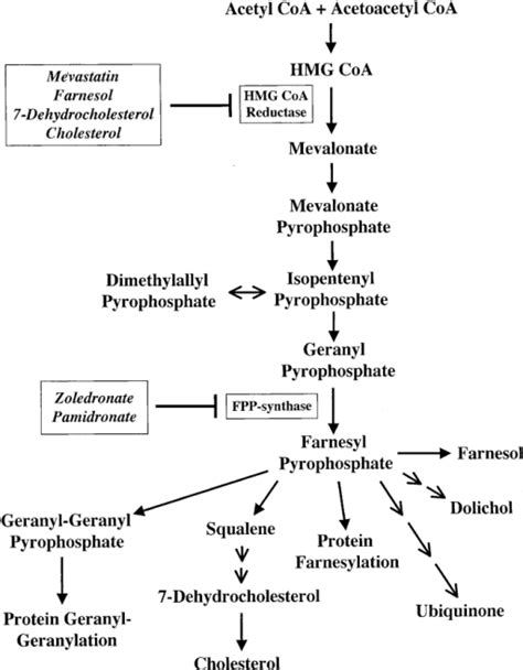 Mevalonate metabolic pathway. The compounds used in thi | Open-i