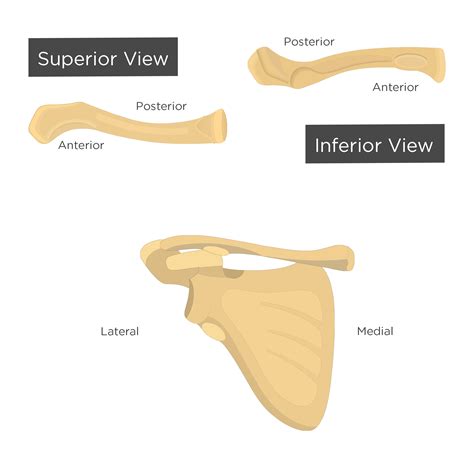Clavicle Bone Anatomy | GetBodySmart