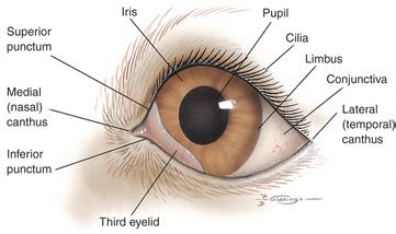 Structure and Function of the Eye | Veterian Key