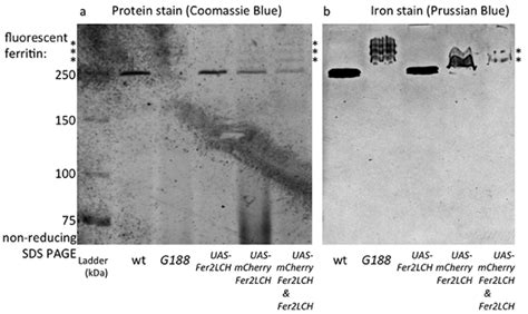 (a) Coomassie blue staining (b) and Prussian blue staining following... | Download Scientific ...