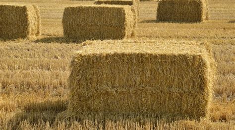 How Much Does a Bale of Hay Cost? Types & Factors Affecting Price