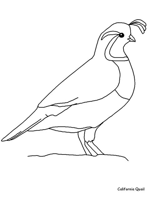 California Quail Animals Coloring Pages & coloring book.