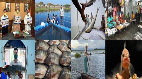 Inland Fish, Fisheries, Fisher-folks: 2020 Overview – SANDRP