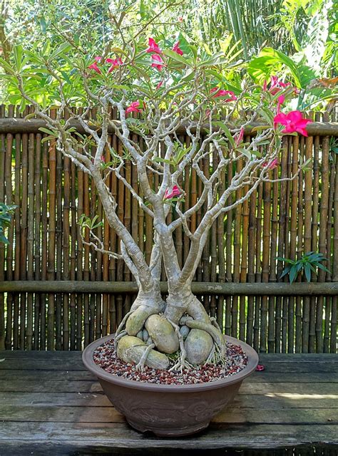 Adenium obesum (Desert Azalea, Desert Rose, Impala Lily, Mock Azalea, Sabi Star) | North ...