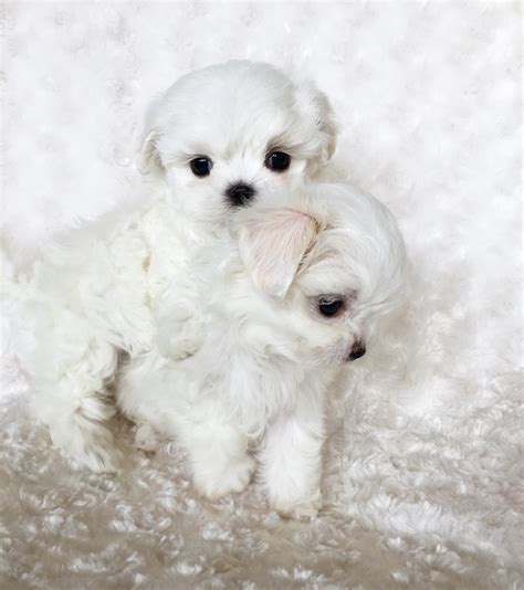 Micro Teacup Maltese Puppy - xxs perfect! Billy :) | iHeartTeacups