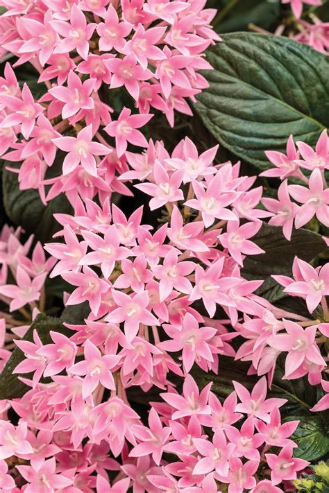 Sunstar® Pink Egyptian Star Flower | Plant Addicts