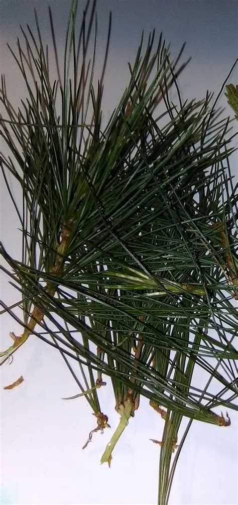 Fresh Eastern White Pine Needles with Shortleaf Pine Sample | Etsy