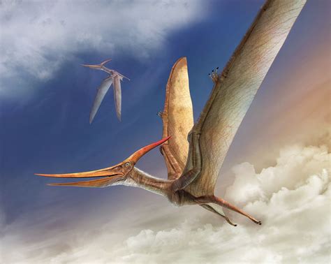 Pteranodon by Vlad Konstantinov | Prehistoric creatures, Dinosaur, Ancient animals