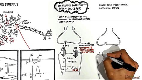 Neuron Neuron Synapses (EPSP vs. IPSP) - YouTube