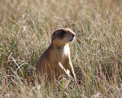 Why Are Prairie Dogs Endangered