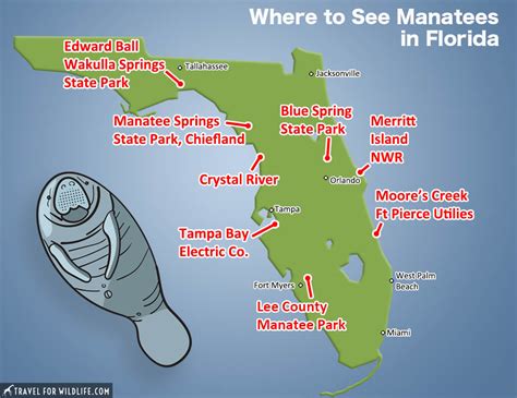 Where to See Manatees in Florida - Travel For Wildlife