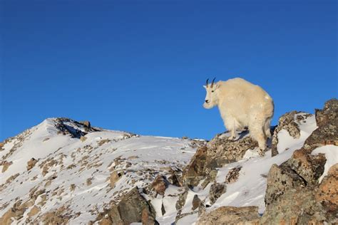 Alpine Winter Hiking Tips – Wild Wanderer