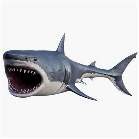 animated 3D Animated Great White Shark | CGTrader