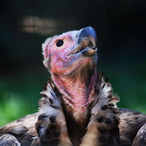 Lappet-faced vulture - Love The Critters