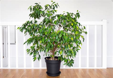 Real Indoor Ficus Tree