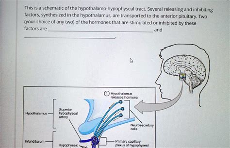 SOLVED: This is a schematic of the hypothalamo-hypophyseal tract ...