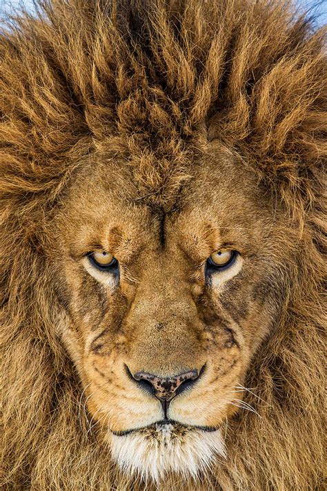 One of my favourite pictures of a Lion's face. Absolutely fierce! : r/Lions