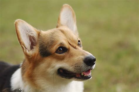 About the Breed: Pembroke Welsh Corgi | Highland Canine Training