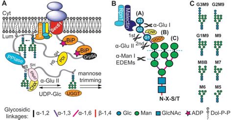 An overview of cotranslational protein folding in the ER (A) The... | Download Scientific Diagram