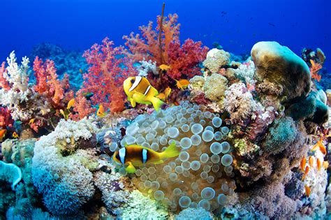 Types, Functions, and Conservation of Coral Reefs