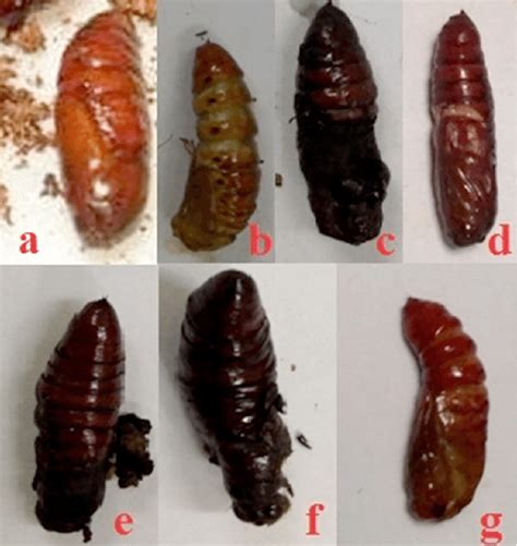 Normal (a) and abnormal pupae of Spodoptera litura that emerged from... | Download Scientific ...